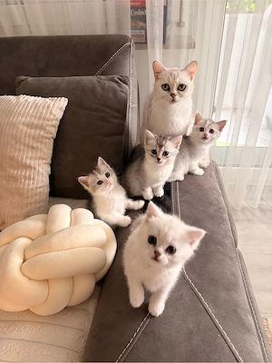 süße BKH kitten 