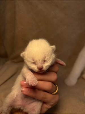 BKH Kitten