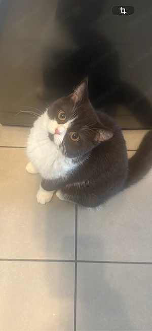 reinrassige bkh katze braun weiss  NICHT KASTRIERT