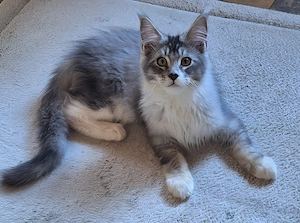 Maine Coon Kitten mit Stammbaum 