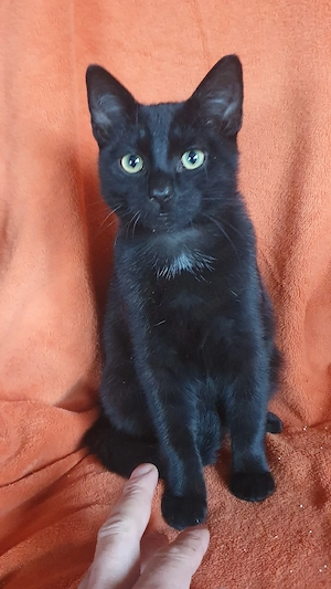 Kater 5,5 Monate jung abzugeben 