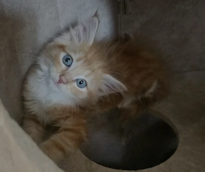 Einzigartige Maine Coon's Herzensbrecher 