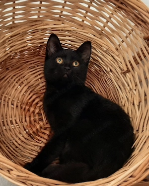BKH, Kitten, weiblich, ab sofort abzugenen