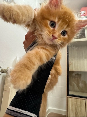 Maine coon kitten suchen noch ein Zuhause 