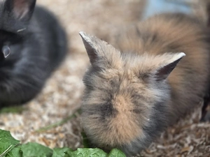 Englisch Angora Kaninchen 