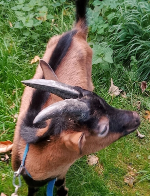 Harzer Ziegenbocklamm 