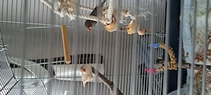 Vogelkäfig mit 2 jungen Zebrafinken