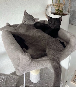 Europäische Kurzhaar Katzengeschwister