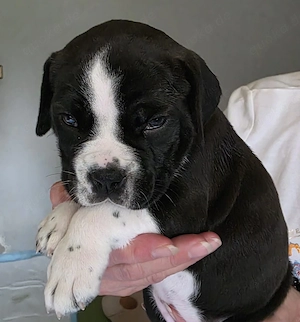 Continental Bulldogs  "Von der Verings Mühle"