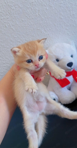 BKH Golden Chinchilla Kitten   weiblich