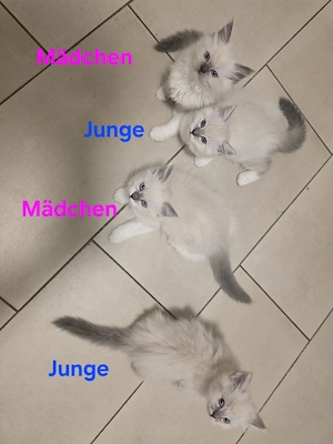 Ragdoll- Heilige Birma Kitten 