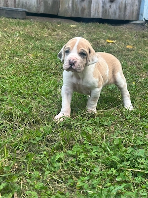 Cane corso deutsche dogge welpe 