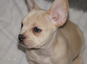 Alternativ Französische Bulldoggen Hündin mit Rute, guter Schnauze inkl Ahnentafel und tollen Farben