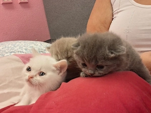 BKH Kitten
