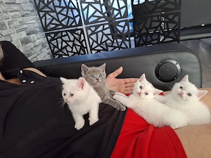 BKH Kitten