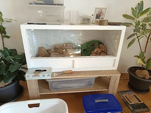 Leopard Geckos+Terrarium und Technik 