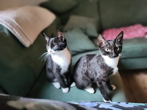 Kiwi und Mo suchen ein Zuhause 