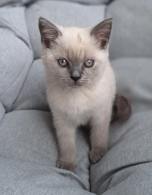 Reinrassige BKH Kitten