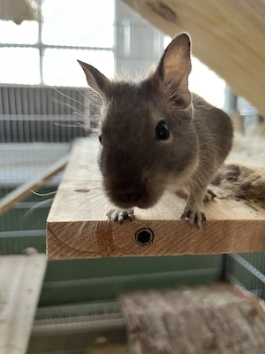 Unsere Degu Dame (ca. 3 Jahre) sucht ein bis mehrere passende Artgenossen   