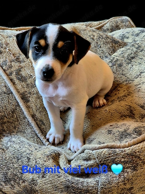  Parson Russell Terrier Welpen 