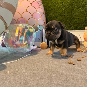 französische Bulldoggen Welpen