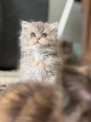 blh +bkh kitten 