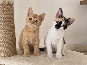 Iliyana & Simba suchen ihr gemeinsames Zuhause