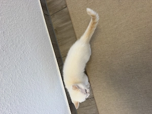 BKH Kitten Katze weiß creme Point Weiblich und Creme Kitten männlich  Bild 6
