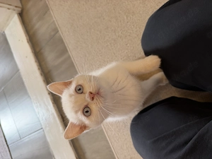 BKH Kitten Katze weiß creme Weiblich 