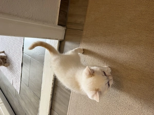 BKH Kitten Katze weiß creme Point Weiblich und Creme Kitten männlich  Bild 5