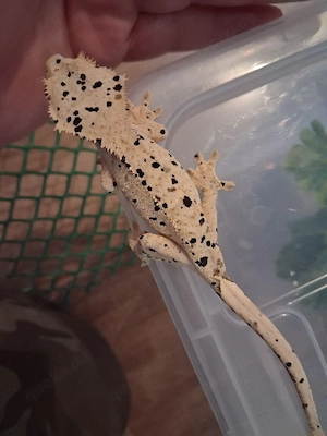 0.1 Kronengecko (Correlophus cilliatus)