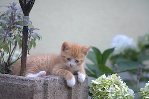 5 Hauskatzen-Kätzchen (ca. 4 Monate) suchen neues Zuhause