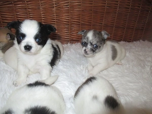 Chihuahua Welpen