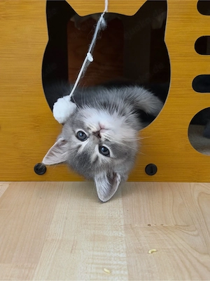 BKH Katzenbaby