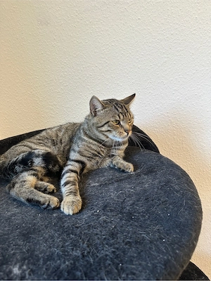 Bkh Deckkater