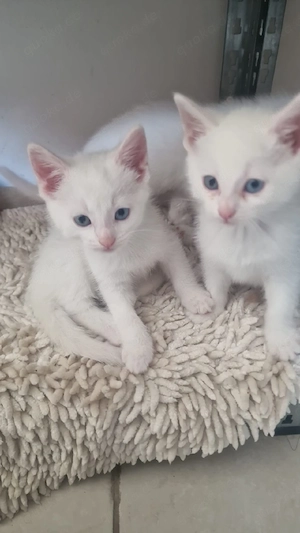 kitten Katzen 
