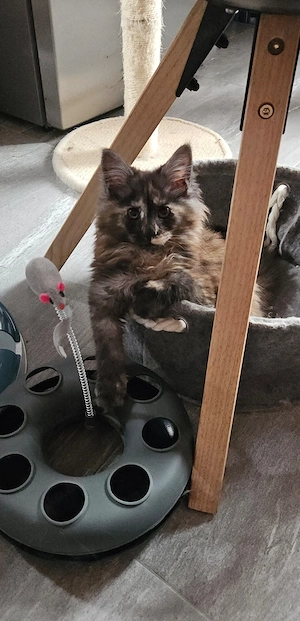 Maine Coon kitten xxl 
