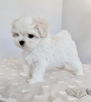 Seltene Maltipoo-Welpen suchen ein liebevolles Zuhause fur 1400 