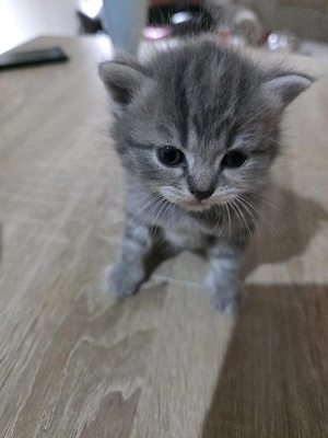 Kitten noch 2 Wochen alt 