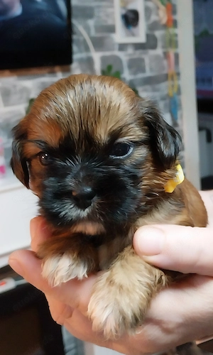 Shih tzu Chihuahua Mix