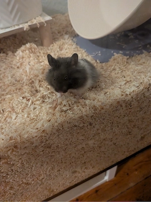 Teddyhamster sucht neues zuhause 