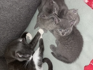 Kitten vom 14.07.2026 ab zugeben am 12.10.26