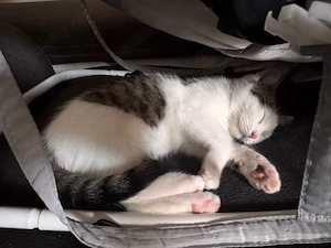 babykatze 