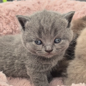 Britisch Kurzhaar, BKH, BKH Kitten, Britisch Kurzhaar Kitten, Katzenbabys, Katzenbaby, Kitten, BKH K Bild 8