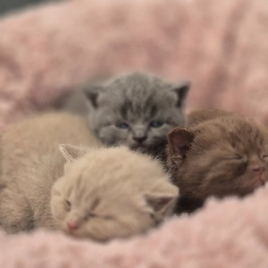 Britisch Kurzhaar, BKH, BKH Kitten, Britisch Kurzhaar Kitten, Katzenbabys, Katzenbaby, Kitten, BKH K Bild 7