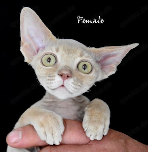 Exklusive Devon Rex Kitten mit Stammbaum   liebevoll aufgezogen ( weiblich und männlich)