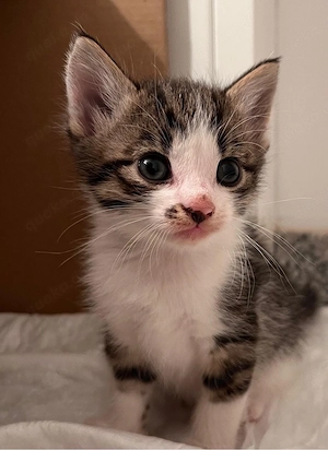 Katzenbabys