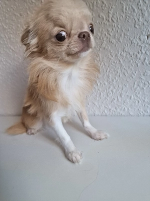 Süßes Mini Chihuahua Mädchen Reinrassig Monate