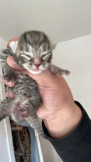 baby katze 