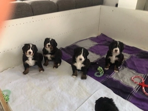 Bernersennen welpen Bernersennenhund 